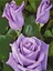Videolu Lila Renkli 1 Adet Bulgar Gülü Çiçeği Fidanı 30-60 cm Saksılı (Bulgarian Rose) 3
