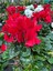 Videolu Kırmızı Renk Sıklamen Çiçeği 1 Adet Saksılı 15-25 cm Salon/ Bahçe Bitkisi (Cyclamen) 3