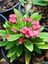 Videolu Pembe Milli Dikenler Tacı Dolgun Çiçekli 1 Adet Saksılı 20-40 cm Salon Kaktüsü (Euphorbia) 1