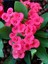 Videolu Pembe Milli Dikenler Tacı Dolgun Çiçekli 1 Adet Saksılı 20-40 cm Salon Kaktüsü (Euphorbia) 2