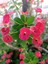 Videolu Pembe Milli Dikenler Tacı Dolgun Çiçekli 1 Adet Saksılı 20-40 cm Salon Kaktüsü (Euphorbia) 3