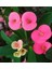 Videolu Pembe Milli Dikenler Tacı Dolgun Çiçekli 1 Adet Saksılı 20-40 cm Salon Kaktüsü (Euphorbia) 5