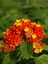 Videolu Sarı Turuncu Bodur Ağaç Minesi 1 Adet Saksılı 35-50 cm Bahçe Bitkisi (Lantana Camara) 1