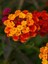 Videolu Sarı Turuncu Bodur Ağaç Minesi 1 Adet Saksılı 35-50 cm Bahçe Bitkisi (Lantana Camara) 3