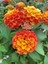 Videolu Sarı Turuncu Bodur Ağaç Minesi 1 Adet Saksılı 35-50 cm Bahçe Bitkisi (Lantana Camara) 5