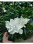 Gardenya Yoğun Kokulu (Gardenia Jasminoides) Mis Kokulu 2