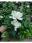Gardenya Yoğun Kokulu (Gardenia Jasminoides) Mis Kokulu 3