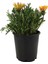 Videolu 10 Adet Sarı Kahverengi Gazanya Koyun Gözü Çiçeği Fidanı 20-45 cm Saksılı (Gazania) 3