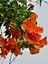 Videolu Turuncu Japon Gülü Çiçeği Fidanı 20-45 cm Saksılı Çiçekli Bodur Bitkiler Hibiscus Rose 1