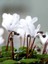 Videolu Beyaz Sıklamen Çiçeği Fidanı 30-45 cm Saksılı Çiçekli Bodur Bitkiler White Cyclamen 2