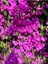 Videolu Mor Bodur Begonvil 25-35 cm Saksılı Çiçekli Bodur Bitkiler Purple Bougainvillea 3