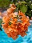 Videolu Turuncu Sarılıcı Begonvil Çiçeği 1 Adet Saksılı/Tüplü 80-100 cm Bahçe Bitkisi(Bougainvillea) 1