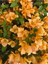 Videolu Turuncu Sarılıcı Begonvil Çiçeği 1 Adet Saksılı/Tüplü 80-100 cm Bahçe Bitkisi(Bougainvillea) 2