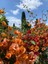 Videolu Turuncu Sarılıcı Begonvil Çiçeği 1 Adet Saksılı/Tüplü 80-100 cm Bahçe Bitkisi(Bougainvillea) 3