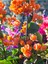 Videolu Turuncu Sarılıcı Begonvil Çiçeği 1 Adet Saksılı/Tüplü 80-100 cm Bahçe Bitkisi(Bougainvillea) 4