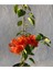 Videolu Turuncu Sarılıcı Begonvil Çiçeği 1 Adet Saksılı/Tüplü 80-100 cm Bahçe Bitkisi(Bougainvillea) 5