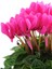 Videolu Pembe Renk Sıklamen Çiçeği 1 Adet Saksılı 20-30 cm Salon Bitkisi (Cyclamen) 1