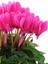 Videolu Pembe Renk Sıklamen Çiçeği 1 Adet Saksılı 20-30 cm Salon Bitkisi (Cyclamen) 2