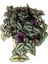 Zebra Telgraf Çiçeği 1 Adet Makrome Saksılı Tradescantia Zebrina 2