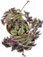 Zebra Telgraf Çiçeği 1 Adet Makrome Saksılı Tradescantia Zebrina 3