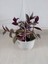 Tradescantia Zebrina Alacalı Telgraf Çiçeği 1 Adet Makrome Saksılı 30-50 cm 3