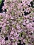 Pembe Yaprağı Güzel Hostes Çiçeği (Pink Hypoestes). 1