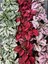 Pembe Yaprağı Güzel Hostes Çiçeği (Pink Hypoestes). 2