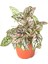 Pembe Yaprağı Güzel Hostes Çiçeği (Pink Hypoestes). 3