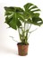 Deve Tabanı Hediyelik Salon Ofis Çiçeği 30-60 cm Monstera Deliciosa 1