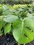 Canlı Yapraklı Deve Tabanı Çiçeği Monstera Deliciosa 30-60 cm 3
