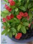Kırmızı Renk Milii Dikenler Tacı Çiçeği 1 Adet Saksılı (Red Euphorbia Milii) 1