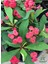 Kırmızı Renk Milii Dikenler Tacı Çiçeği 1 Adet Saksılı (Red Euphorbia Milii) 3