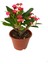 Kırmızı Renk Milii Dikenler Tacı Çiçeği 1 Adet Saksılı (Red Euphorbia Milii) 4