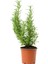 Aromatik Kokulu Mutfak Seti Itır Çiçeği+Lavanta+Kekik+Biberiye Fidesi 4 Adet 5