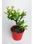 Videolu Sarı Milli Dikenler Tacı Büyük Boy (40 60 cm) Saksılı Kaktüs Euphorbia 1