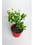 Videolu Sarı Milli Dikenler Tacı Büyük Boy (40 60 cm) Saksılı Kaktüs Euphorbia 2