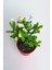 Videolu Sarı Milli Dikenler Tacı Büyük Boy (40 60 cm) Saksılı Kaktüs Euphorbia 3
