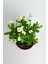 Videolu Sarı Milli Dikenler Tacı Büyük Boy (40 60 cm) Saksılı Kaktüs Euphorbia 4