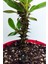 Videolu Sarı Milli Dikenler Tacı Büyük Boy (40 60 cm) Saksılı Kaktüs Euphorbia 5