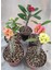 Videolu Milli Dikenler Tacı (20 30 cm ) 5 Farklı Renk Saksılı Kaktüs Euphorbia 1