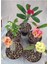 Videolu Milli Dikenler Tacı (20 30 cm ) 5 Farklı Renk Saksılı Kaktüs Euphorbia 2