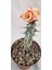 Videolu Milli Dikenler Tacı (20 30 cm ) 5 Farklı Renk Saksılı Kaktüs Euphorbia 4