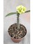 Videolu Milli Dikenler Tacı (20 30 cm ) 5 Farklı Renk Saksılı Kaktüs Euphorbia 5