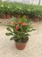 Videolu Milli Dikenler Tacı Kırmızı Çiçekli (15 45 cm) Saksılı Kaktüs Euphorbia 1