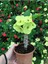 Videolu Dikenler Tacı Çiçekli İthal Tayland Milli 20 40 cm Saksılı Kaktüs Euphorbia 1