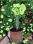 Videolu Dikenler Tacı Çiçekli İthal Tayland Milli 20 40 cm Saksılı Kaktüs Euphorbia 2