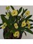 Videolu Milli Dikenler Tacı 25 35 cm Saksılı Kaktüs Euphorbia 2
