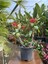 Videolu Dikenler Tacı (25 40 cm) Saksılı Kaktüs Euphorbia 1