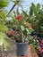Videolu Dikenler Tacı (25 40 cm) Saksılı Kaktüs Euphorbia 2