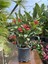 Videolu Dikenler Tacı (25 40 cm) Saksılı Kaktüs Euphorbia 3